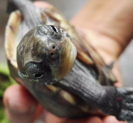 这只乌龟嘴巴是不是烂了,还是脱壳 要怎么处理 