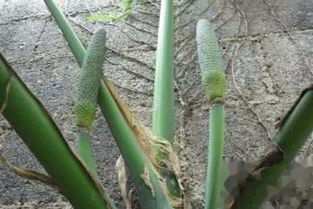 龟背竹只有一根主茎怎么修剪？