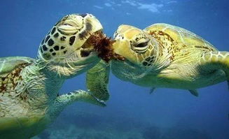 海洋洄游性爬行动物 绿海龟 