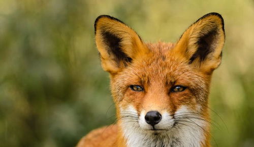 新疆赤狐,最大的狐狸,装死逃生还杀过