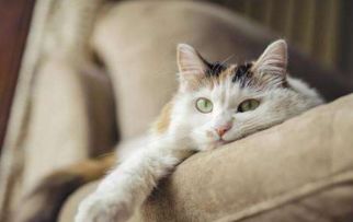 猫抓病怎么治疗 猫抓病的症状有哪些
