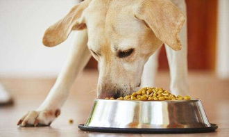 教大家如何挑选好的狗粮,最简单的4步,你都学会了吗