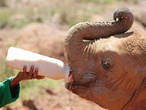 我花了50元,在非洲领养了一只大象宝宝.....