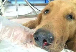 阿拉斯加流鼻血后突然死亡,没想到流鼻血竟会要了狗狗的命 