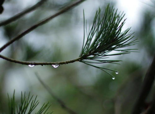 一场秋雨一场悲