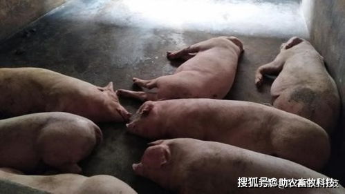 三个批量化养殖年猪的实用方法,比放养肥而不腻更土味十足