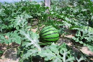 怎样种西瓜,什么样的土壤适宜西瓜的生长？