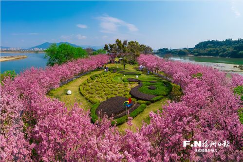 福州鲤鱼洲樱花岛在哪里(日本樱花岛服务器地址在哪)