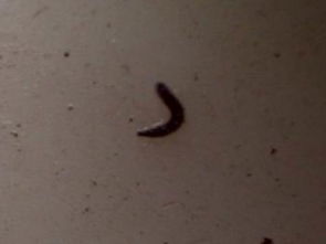 在卫生间里有一种一厘米长黑色细细的虫子 