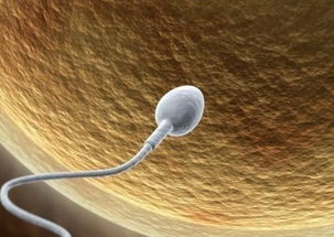 精子会在女人体内活多久