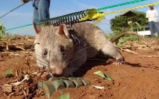 效率是人类的200倍,老鼠清除200万平方米的地雷区 