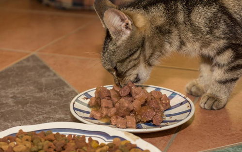 猫咪能吃动物肝脏吗 长期吃会有哪些危害