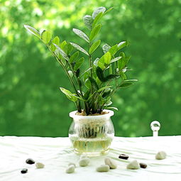 金钱树怎么养的快？掌握技巧，让你的植物茁壮成长！