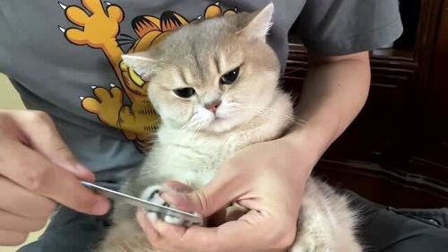 给猫猫剪指甲是真的不容易啊,又凶又可爱 