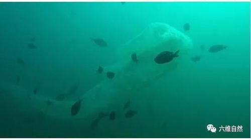 浮游生物2下载,浮游生物2：深海神秘生物的探索之旅，带你领略未知的海洋世界！