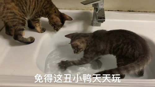 猫咪玩水上瘾,集体霸占水盆,这是学会组团了吗 