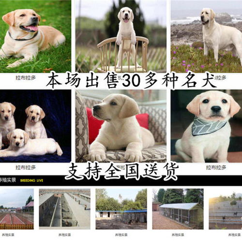 永州江永有放牛犬出售狗场电话 