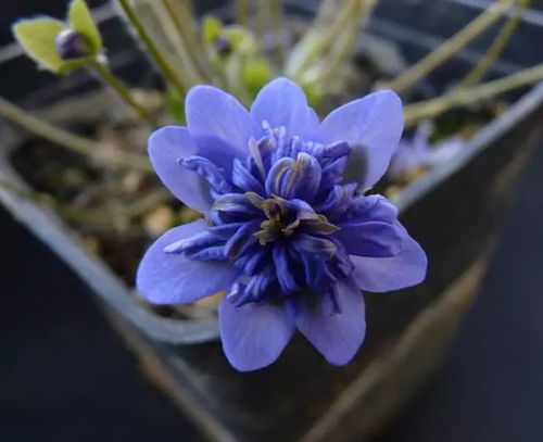 1月5日摩羯星座花 雪割草 熊掌花