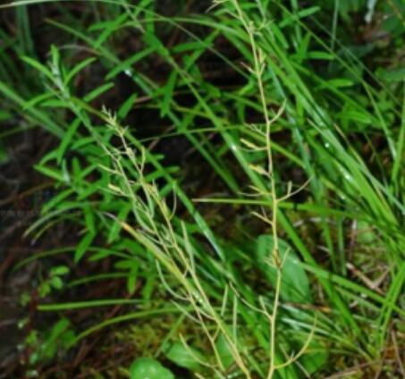 百蕊草怎样种植管理,选址和土壤准