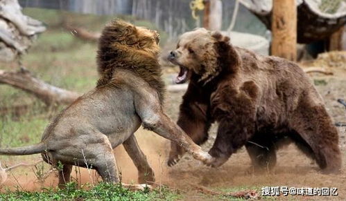 老虎 狮子 棕熊,陆地三大战力中谁最强