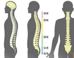 别花冤枉钱,葛根加白酒借配,颈椎,腰腿疼从此不求人 