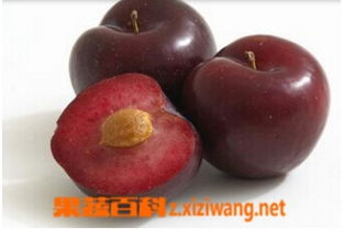 李子图片,李子的功效作用和食用方法,李子的营养价值 粥世界z.xiziwang.net 1 