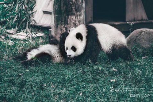 探图摄影师专栏 卧龙熊猫基地