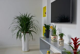 什么植物可以放在客厅(什么植物可以放在客厅养)