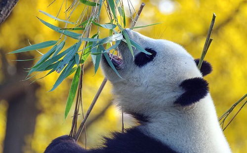 600 多张免费的 熊猫 和 小熊猫 照片 