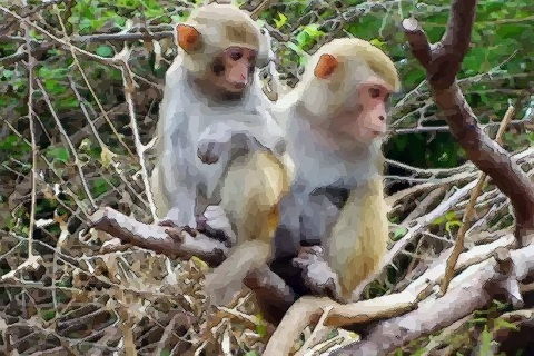 92年属猴的和什么属相最配 最适合属猴人的人有哪些