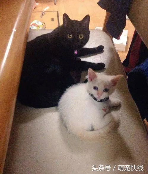 主人养了两只喵,刚开始黑猫总是搂着白猫睡,后来有一天白猫胖了 