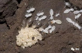 白蚁不是蚁 居然和蟑螂是亲戚