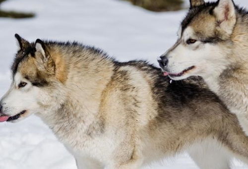 8种超像狼的狗狗,有些比哈士奇还像,一不小心吓到人