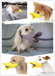 日本宠物用品公司推出一款狗狗头戴式口罩,一秒钟变鸭子,可以在某些特定的时间地点防止狗狗乱咬或乱叫 是不是很可爱呢 