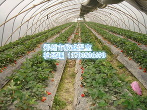 建一亩草莓大棚费用,种植大棚草莓的话，一亩地需要投资多少钱呢？