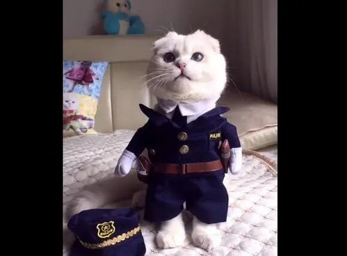 主人给喵咪穿上军服,呆萌警觉,一看就是白猫警长