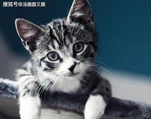 虎斑猫肉垫颜色变化,虎斑猫双脚肉垫颜色浅