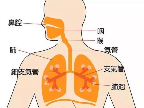 毛细支气管炎高发季,这些知识家长有必要了解