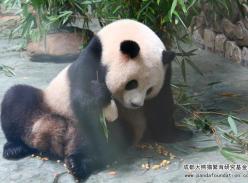 总裁 熊猫的生日趴