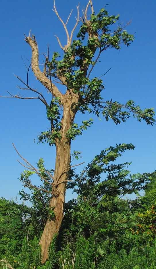黄檀树长得什么样,黄檀树什么样子？黄檀树的生态习性和栽培管理