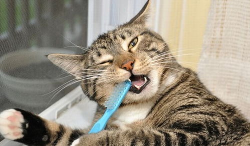 有人说给猫刷牙太矫情,但为了猫咪健康,你会给猫咪刷牙吗
