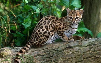 豹猫是几级保护动物,野生豹猫是几级保护动物