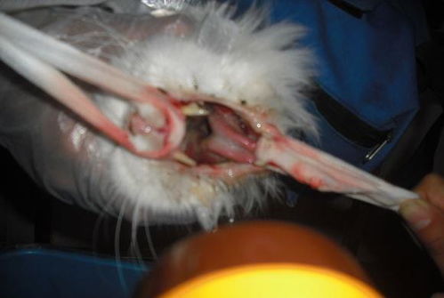 治疗猫咪口炎,溃疡简单有效的方法