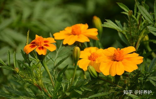 8种开花灿烂无比的花,阳台盆栽首选 