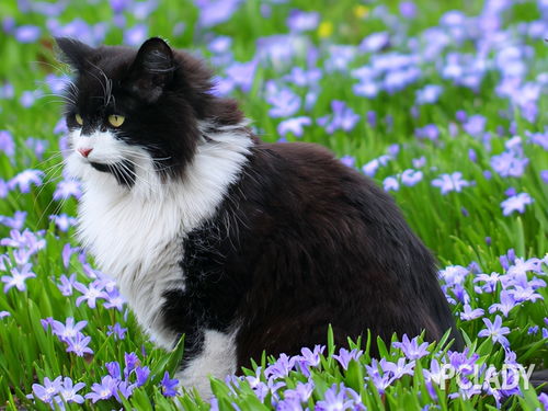 纯种的挪威森林猫有哪些特征 不少人都分不清它跟缅因猫的区别