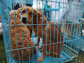 被迫救助124只狗的爱心基地的领养日 家庭领养才是出路