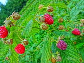 树莓苗图片