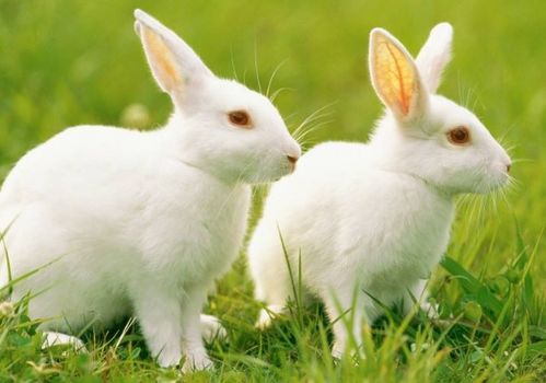 求助,兔子必须吃苜蓿草吗 