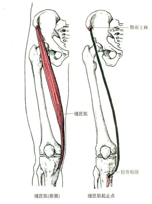 缝匠肌疼痛什么原因