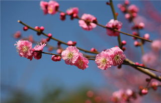 梅花树传说花语,梅花树传说：冷艳绝伦的花中君子，诠释不凡的花语寓意